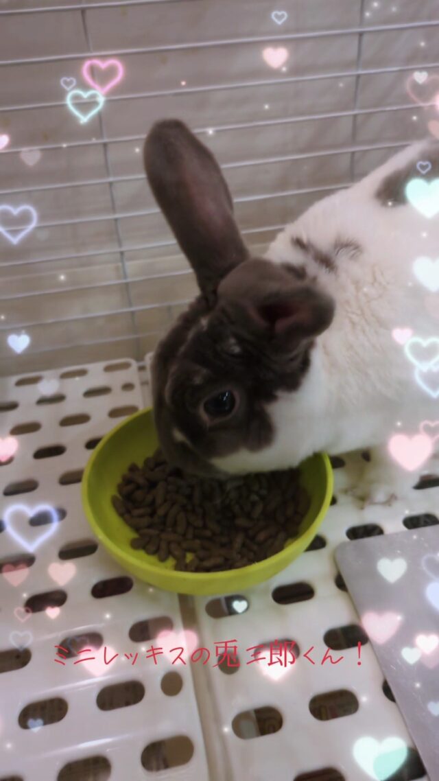 オカベカミコン社員のペット紹介！
今回はミニレッキスの兎三郎(うさぶろう)君です！
#オカベカミコン
#カミコン
#カミコンのある生活
#ペット
#うさぎ
#ウサギ
#ミニレッキス