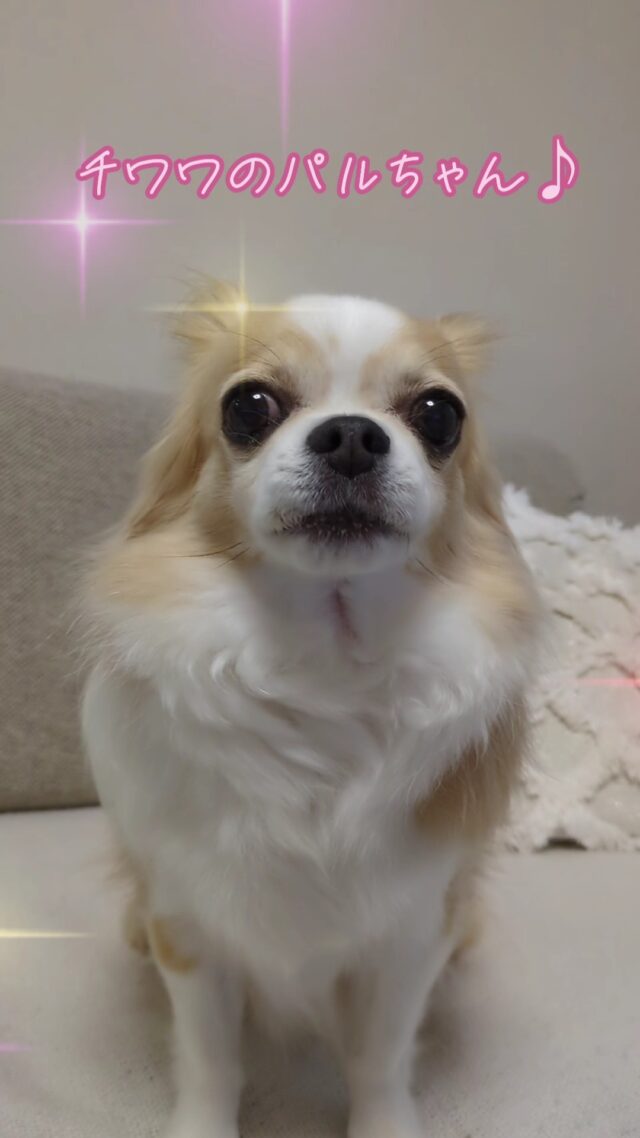 #オカベカミコン
#ペット紹介